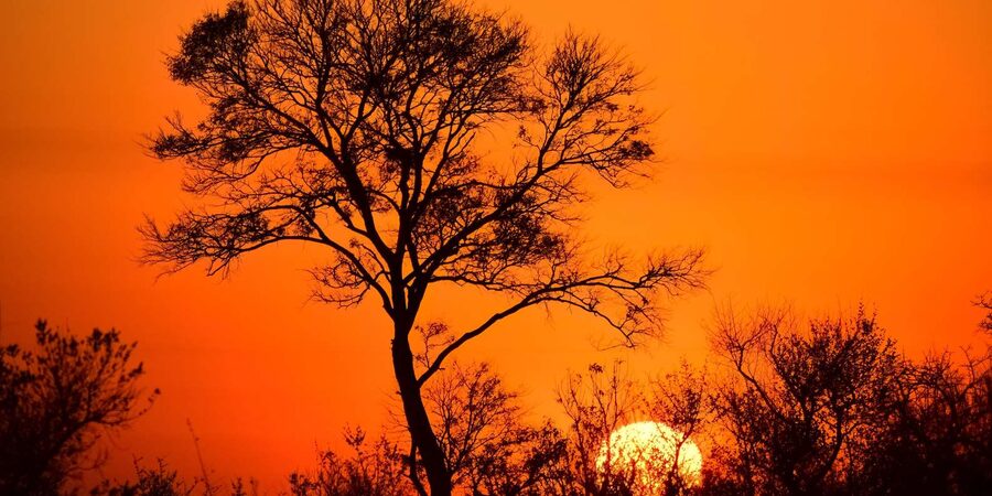 From Hazyview : Big 5 Kruger National Park Day Safari - Lunch and the final afternoon search