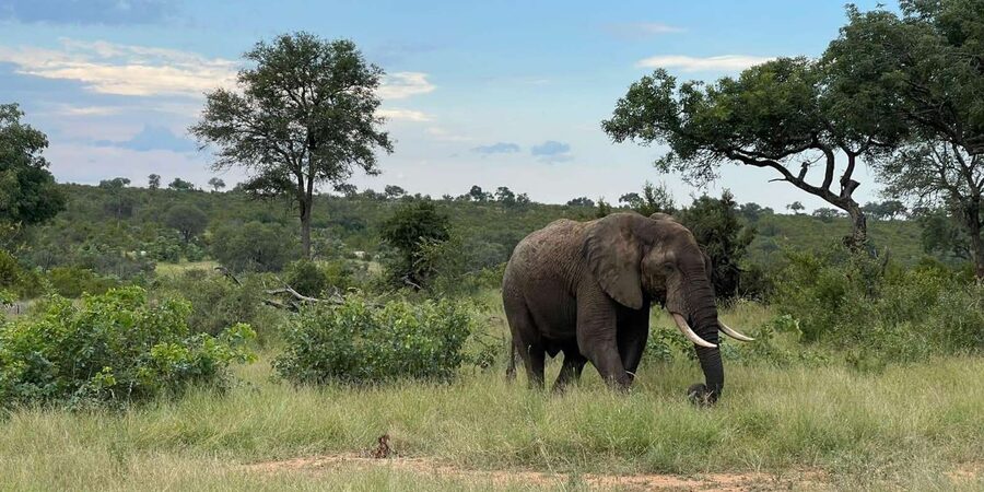 From Hazyview : Big 5 Kruger National Park Day Safari - What seeing the Big Five really means here