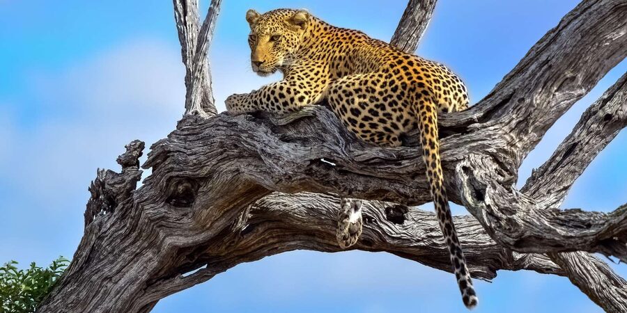 From Hazyview : Big 5 Kruger National Park Day Safari - Who should book this safari?