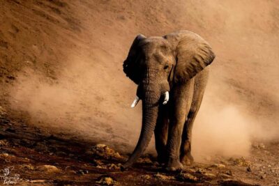 Kruger National Park Full-Day Safari