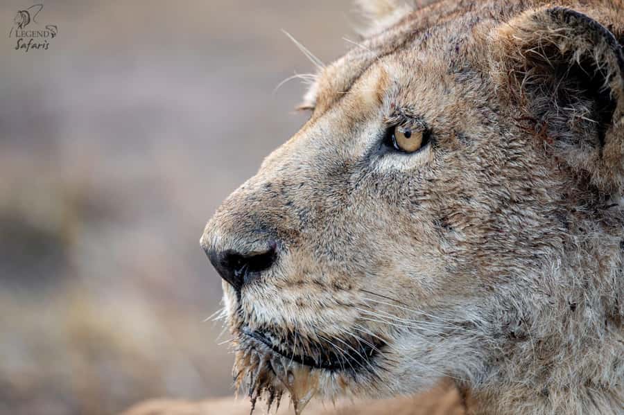 From Hazyview: Kruger National Park Morning Half-Day Safari - An early start from Hazyview