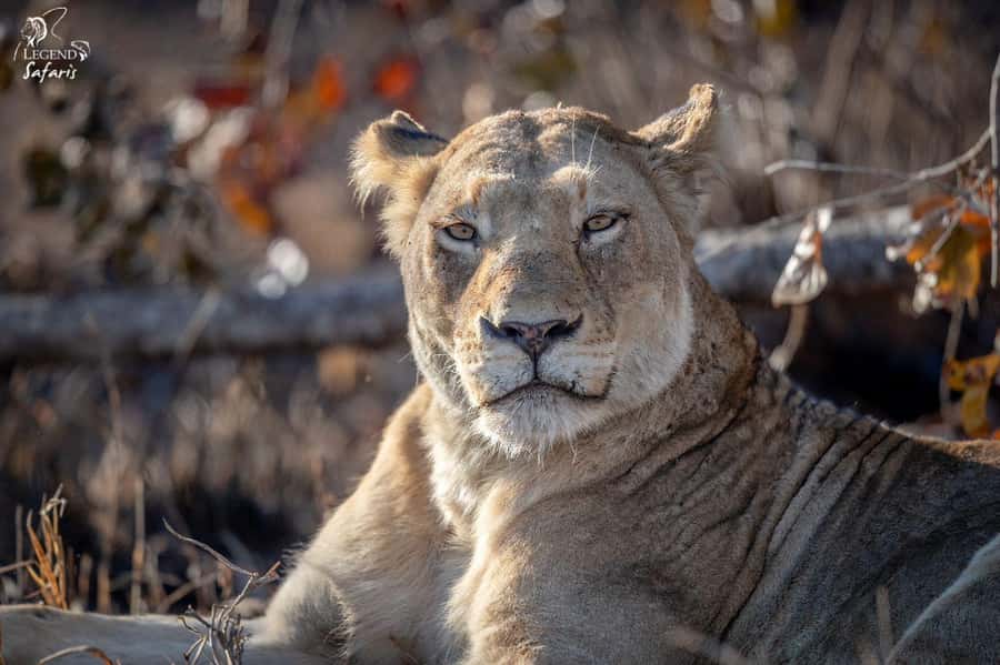 From Hazyview: Kruger National Park Morning Half-Day Safari - Should you book the Hazyview Kruger safari?