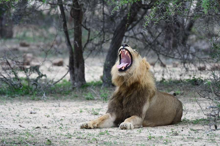 From Hazyview: Private Afternoon Game Drive - Entering Kruger in a Private Open Safari Vehicle