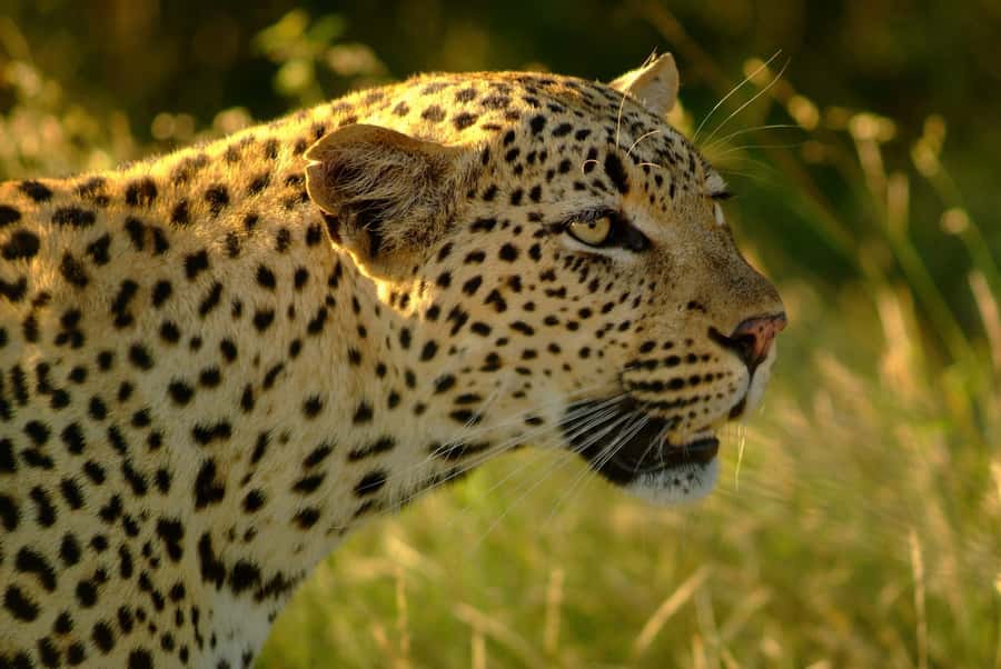 From Hazyview: Private Afternoon Game Drive - How the Guide Shapes the Experience