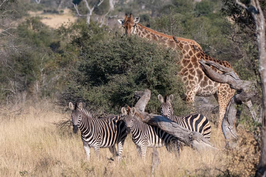 From Hazyview: Private Afternoon Game Drive - What to Bring for a Five-Hour Bush Drive