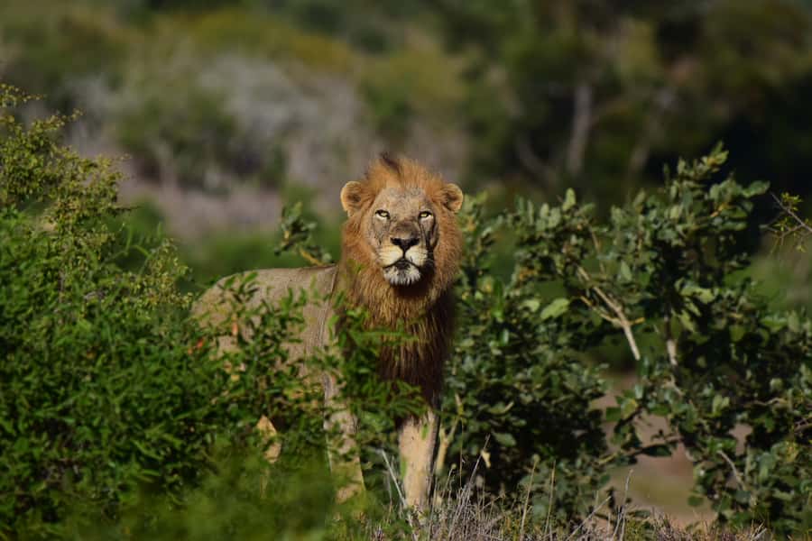 From Hazyview: Private Afternoon Game Drive - Who Should Book This Afternoon Safari?