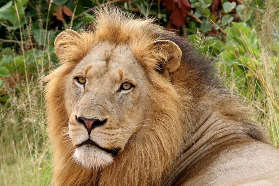 From Hazyview: Private Half-Day Guided Kruger Safari - Key points to know before you book