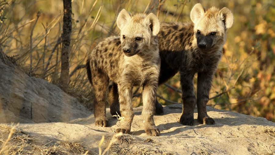 From Hazyview: Private Half-Day Guided Kruger Safari - Searching for the Big Five