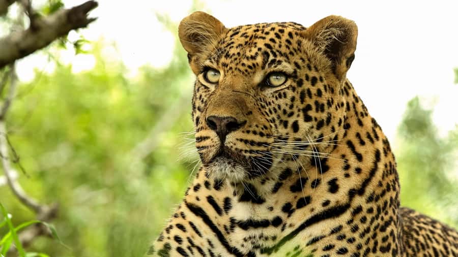 From Hazyview: Private Half-Day Guided Kruger Safari - A pause for breakfast or lunch