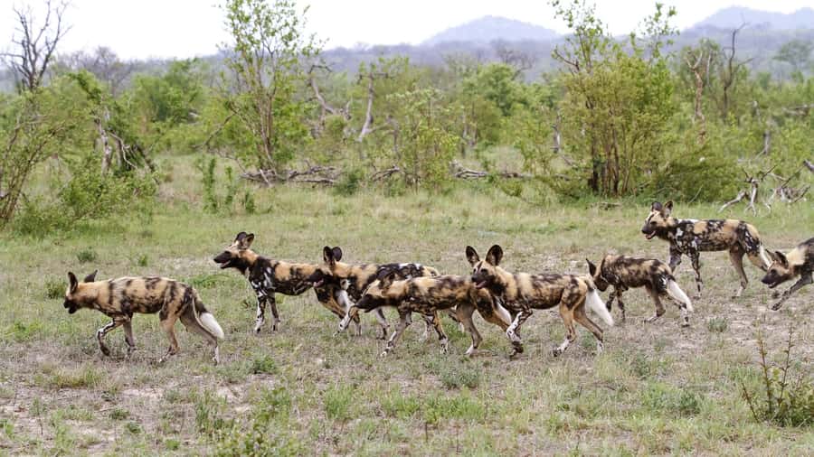 From Hazyview: Private Half-Day Guided Kruger Safari - Scenery, plants, and the shape of the park