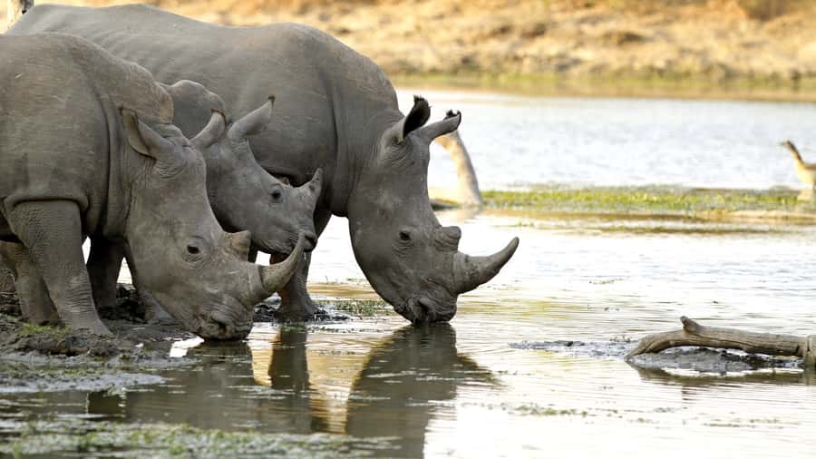 From Hazyview: Private Half-Day Guided Kruger Safari - What your guide adds to the drive