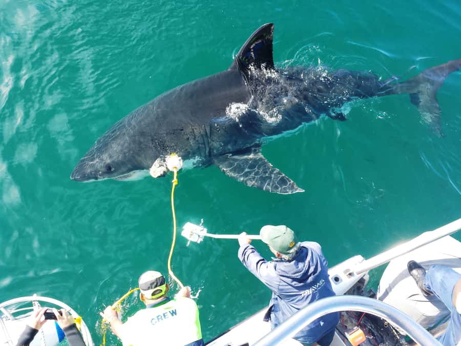 From Hermanus: Cruise with Shark Cage Dive and Lunch - Key points to know before you book