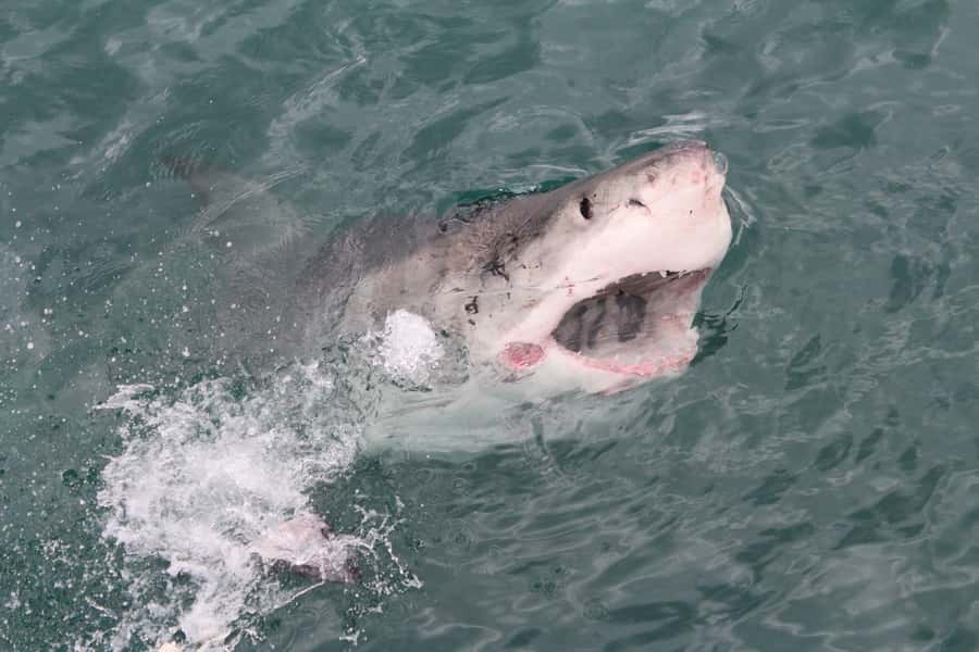 From Hermanus: Cruise with Shark Cage Dive and Lunch - Who should book this cage trip?