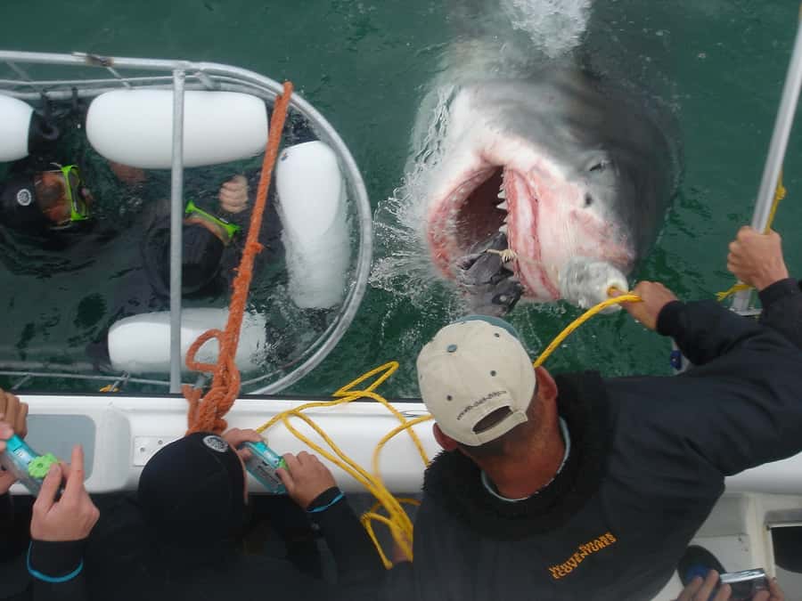 From Hermanus: Cruise with Shark Cage Dive and Lunch - Great whites are possible, but bronze whalers are the safer bet