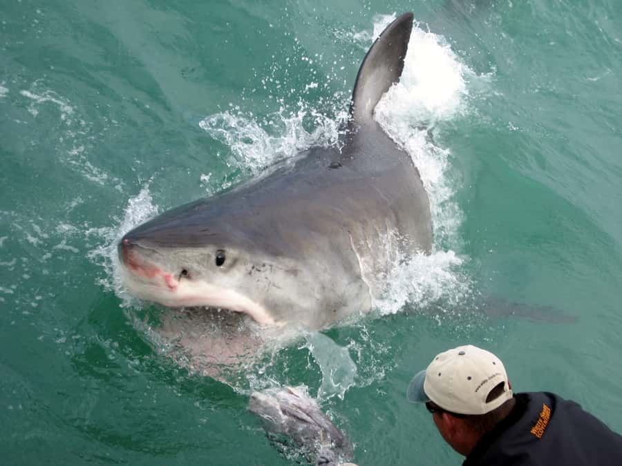 From Hermanus: Cruise with Shark Cage Dive and Lunch - Guides, marine biology, and the value of good explanations