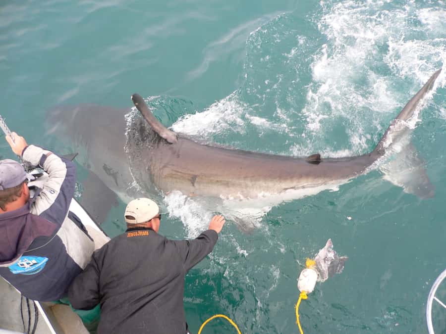 From Hermanus: Cruise with Shark Cage Dive and Lunch - Food, equipment, and staying warm