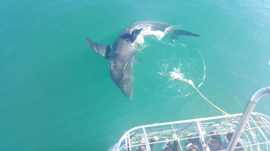 From Hermanus: Cruise with Shark Cage Dive and Lunch - Getting there from Hermanus or Cape Town