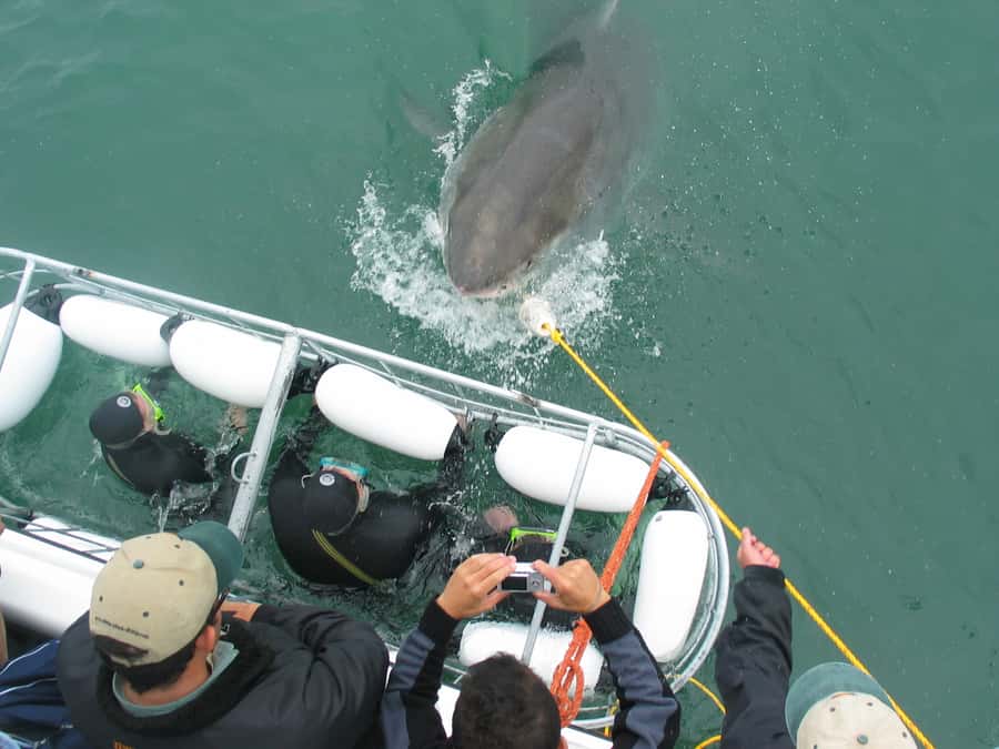 From Hermanus: Cruise with Shark Cage Dive and Lunch - Responsible tourism and animal-welfare questions