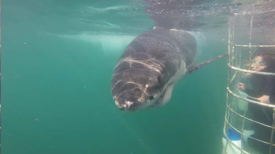 From Hermanus: Cruise with Shark Cage Dive and Lunch - How much value do you get for $168?