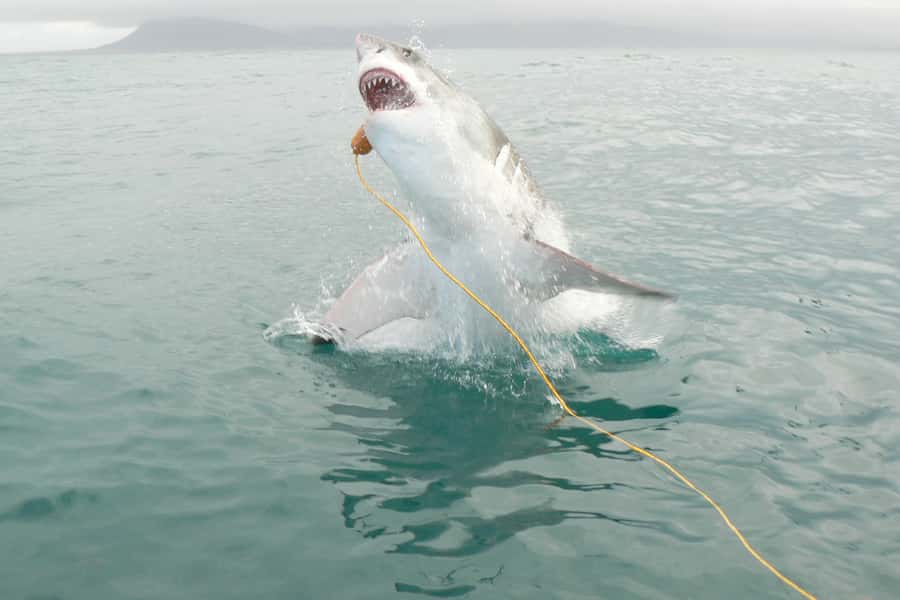 From Hermanus: Cruise with Shark Cage Dive and Lunch - What the shark encounter is really like