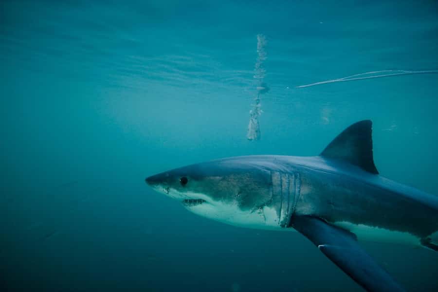 From Hermanus or Cape Town: Shark Cage Diving Experience - A safety briefing with real marine context