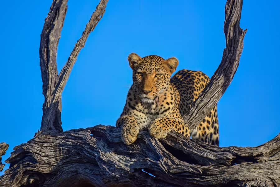 From Johannesburg: 2-Day Safari into Kruger National Park - Dinner, camp-fire expectations, and the overnight stay