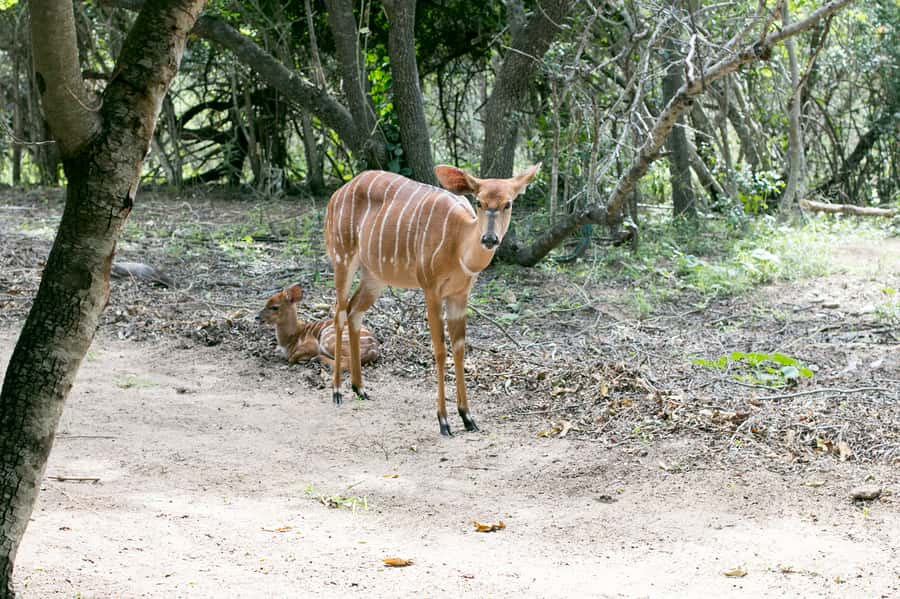 From Johannesburg: 3-Day Budget Tent Kruger Park Safari - Johannesburg pickup and the long road north
