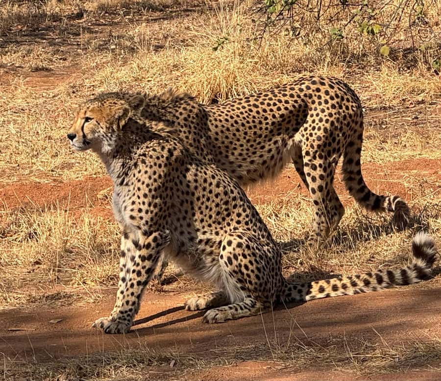 From Johannesburg: Cheetah Tour - The 1.5-Hour Transfer From Johannesburg or Pretoria
