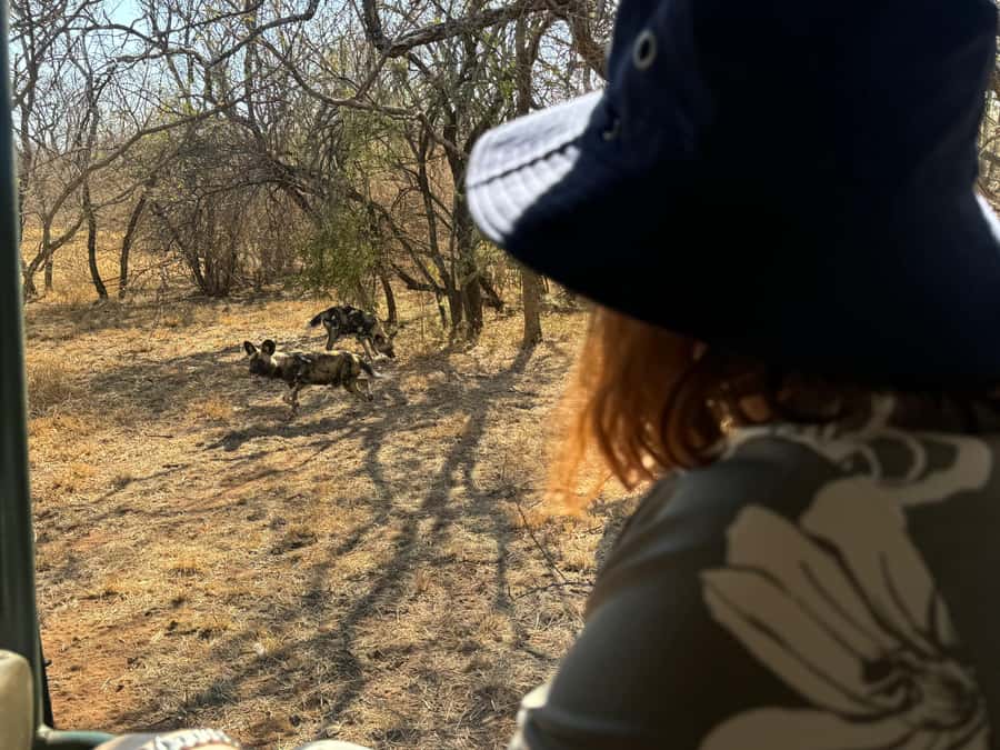 From Johannesburg: Cheetah Tour - Why the Wild Dog Run May Be the Loudest Moment
