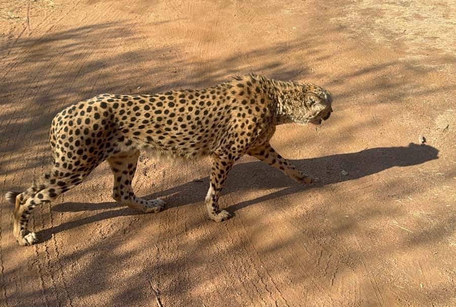 From Johannesburg: Cheetah Tour - The Cheetah Run Requires Extra Planning