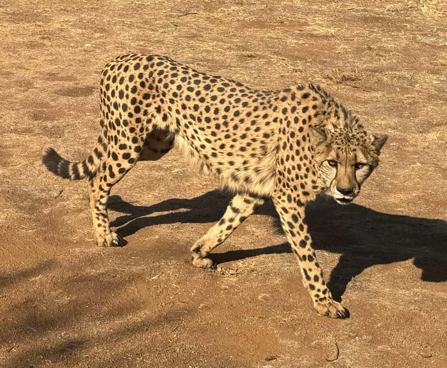 From Johannesburg: Cheetah Tour - Is $202 a Fair Price?