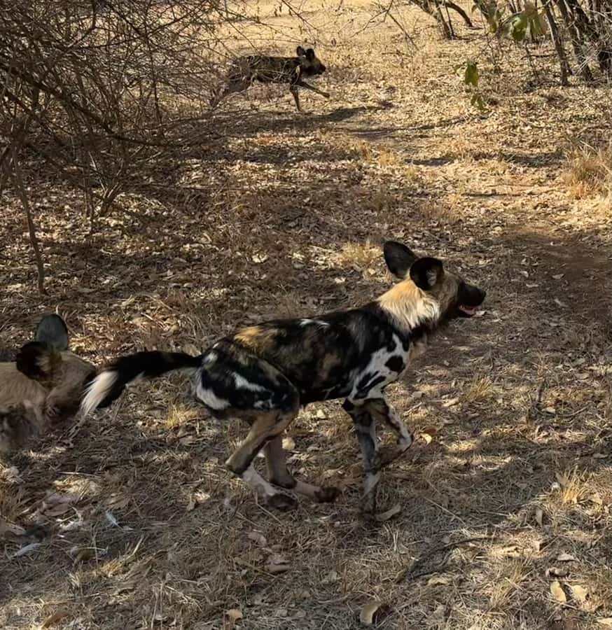 From Johannesburg: Cheetah Tour - Who Will Enjoy This Tour Most?