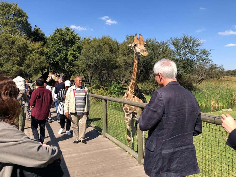 From Johannesburg: Cradle of Humankind and Lion Safari - Lions and cheetahs at Lion and Safari Park