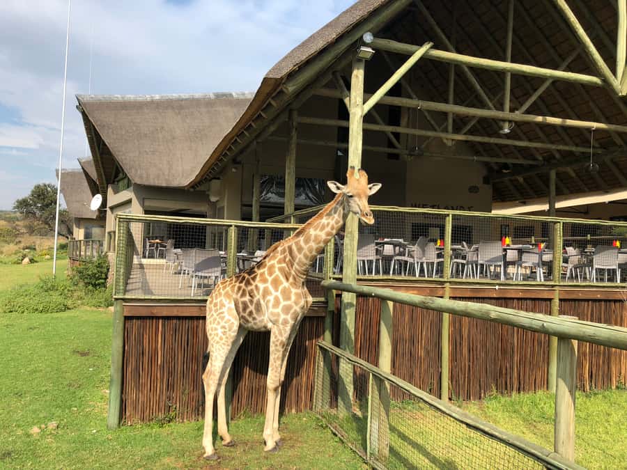 From Johannesburg: Cradle of Humankind and Lion Safari - Who will enjoy this day most?