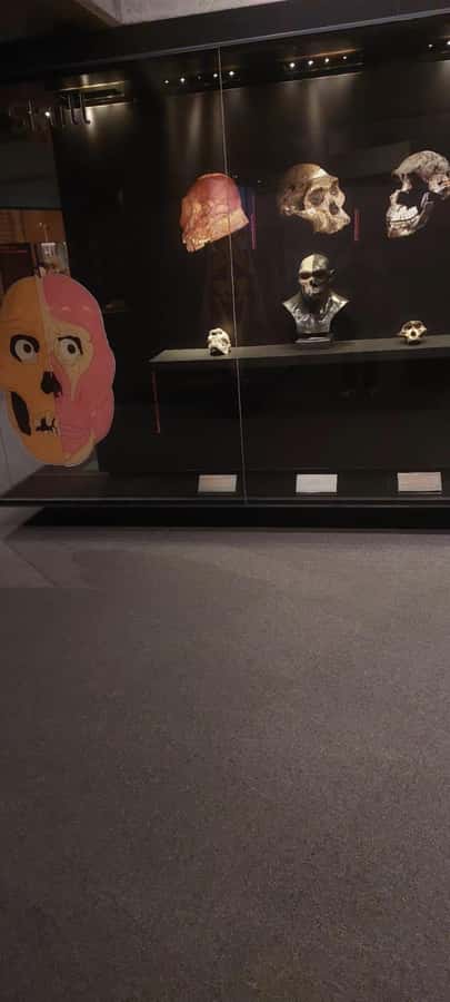From Johannesburg: Cradle of Humankind Private Half-Day Tour - The Cradle of Humankind Origin Farm