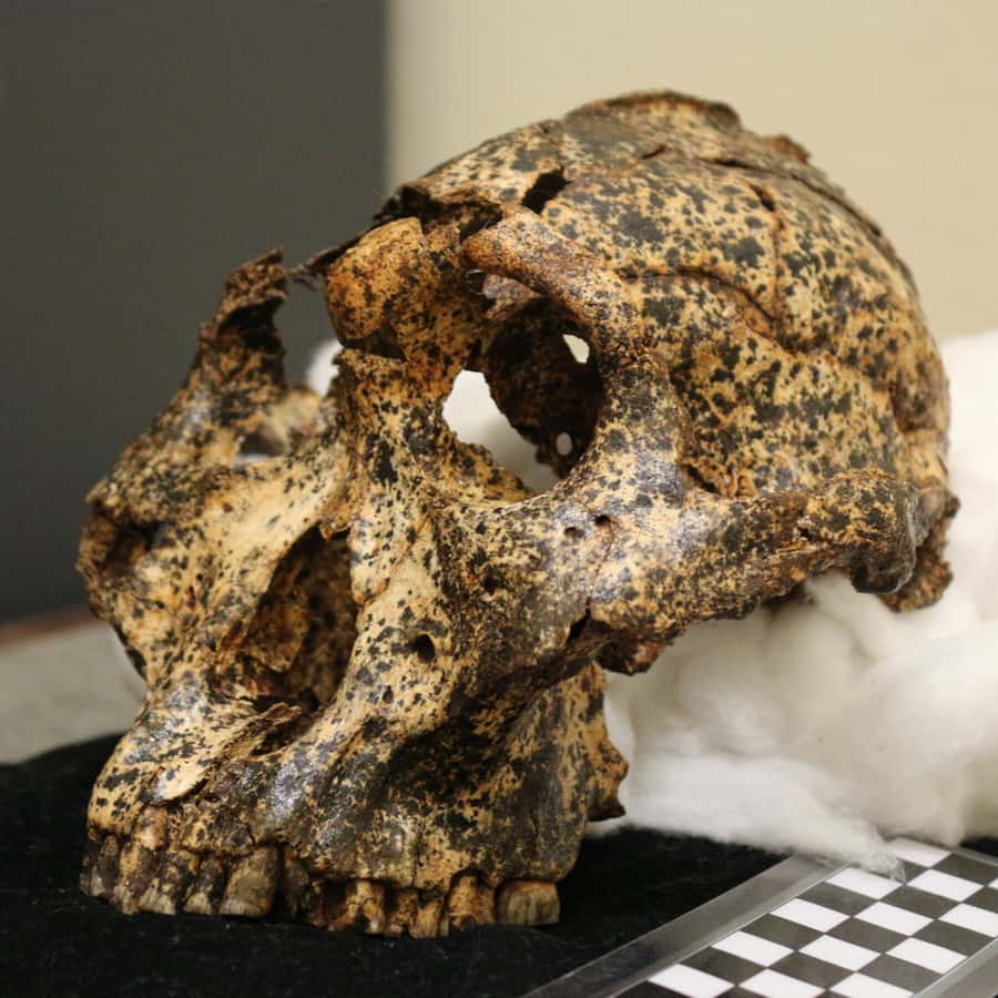 From Johannesburg: Cradle of Humankind Tour - Why the Cradle of Humankind matters