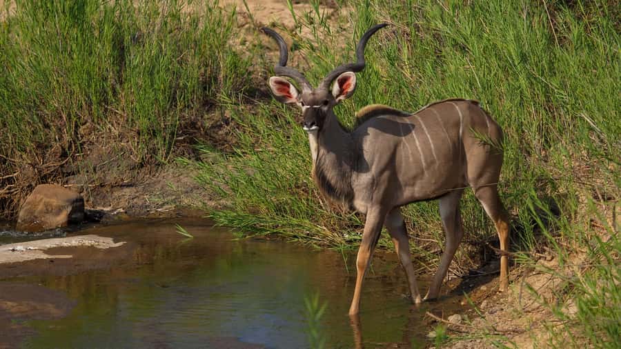 From Johannesburg: Full-Day Kruger National Park Safari - Why this Kruger trip works for Johannesburg visitors