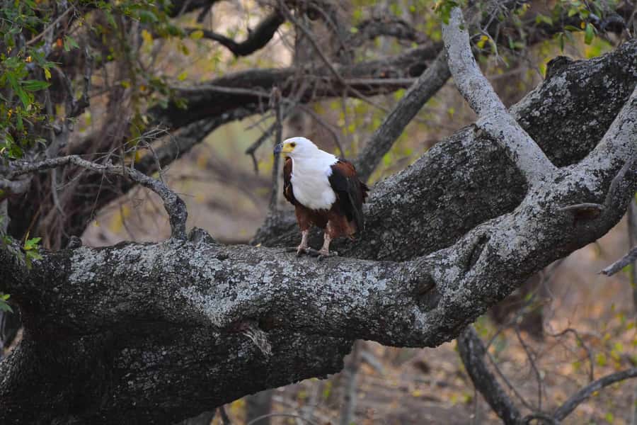 From Johannesburg: Full-Day Kruger National Park Safari - Who should book this experience?