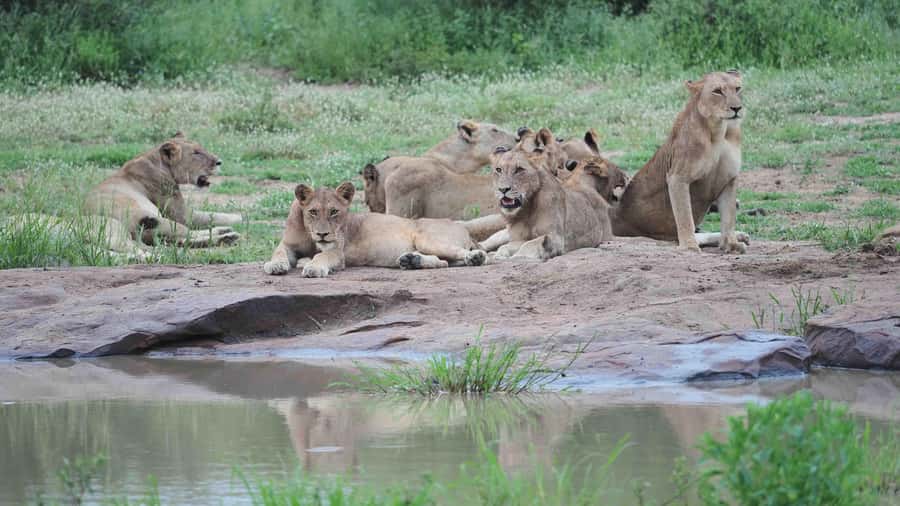 From Johannesburg: Full-Day Kruger National Park Safari - FAQ