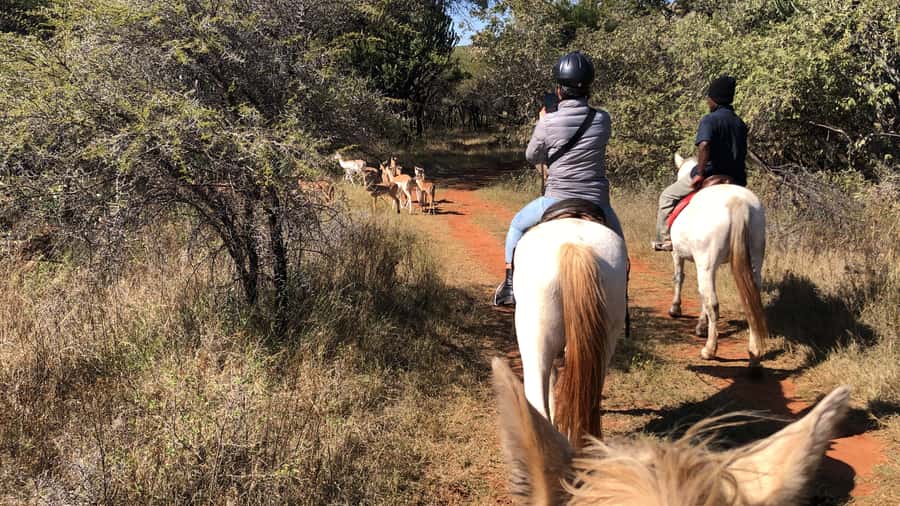 From Johannesburg: Horse-Riding Safari and Cable Car Tour - A horse safari with a mountain ride added on
