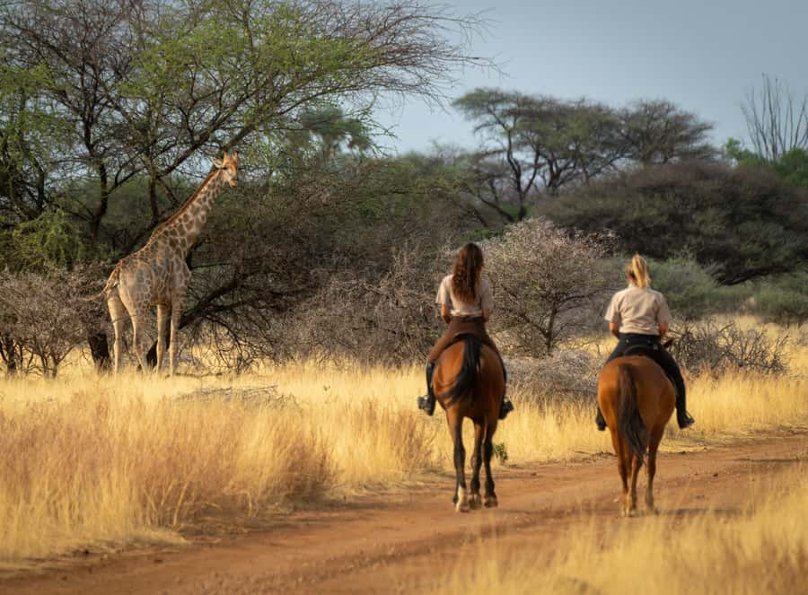 From Johannesburg: Horse-Riding Safari and Cable Car Tour - What the two-hour horse safari is really like