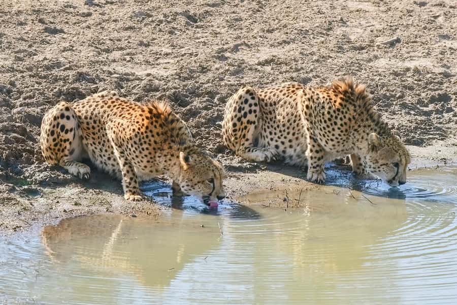 From Johannesburg: Kruger National Park 3-Day Safari - Sunrise drives and the best wildlife hours