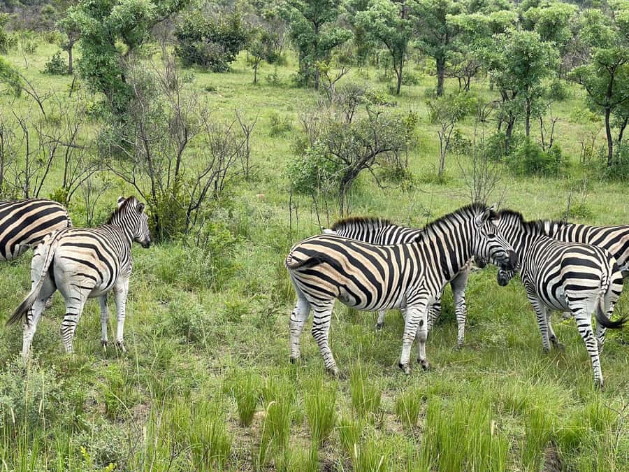 From Johannesburg: Kruger National Park 3-Day Safari - The final morning and the road back
