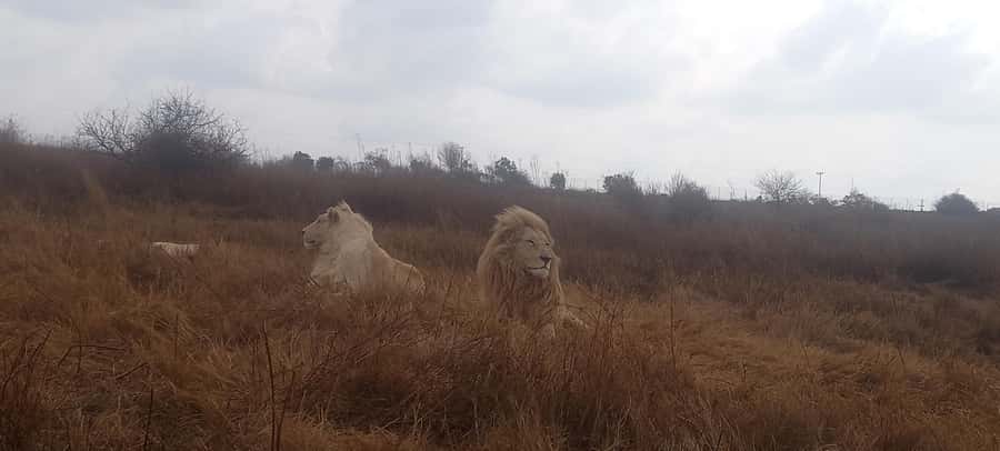 From Johannesburg: Lesedi Cultural Village & Lion Park Tour - Lion and Safari Park: close-up animal viewing
