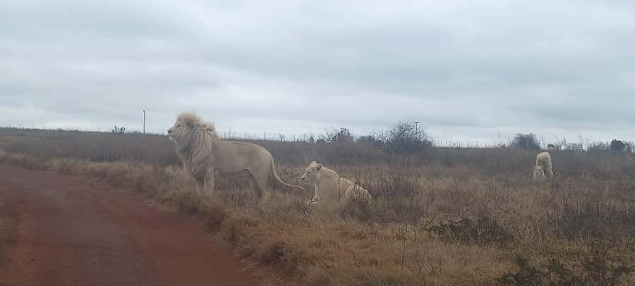 From Johannesburg: Lesedi Cultural Village & Lion Park Tour - Should you book this Johannesburg day tour?