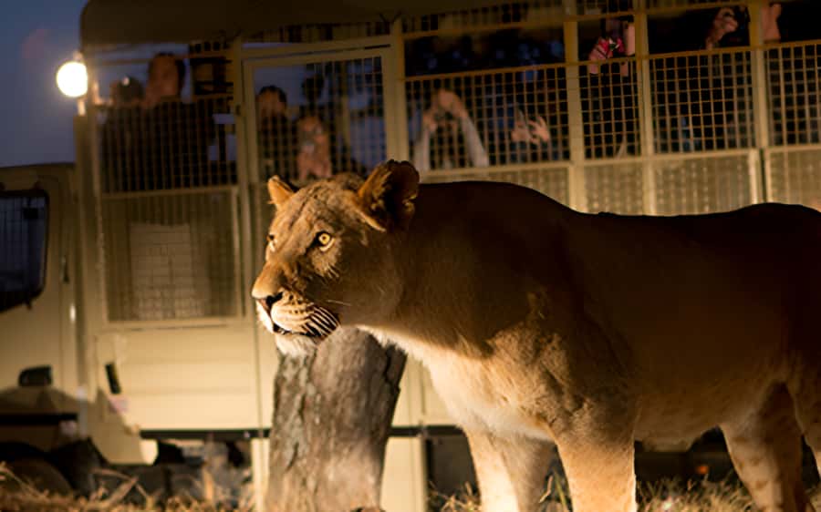 From Johannesburg: Lion & Safari Park Half-Day Tour - A close look at African predators near Johannesburg