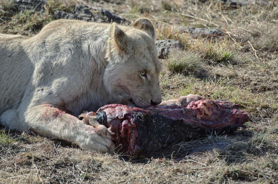From Johannesburg: Lion & Safari Park Half-Day Tour - Who will enjoy this half-day safari?