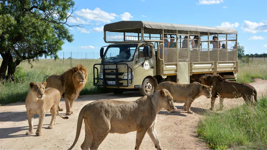 From Johannesburg: Lion & Safari Park Half-Day Tour - Pickup in Johannesburg or Pretoria
