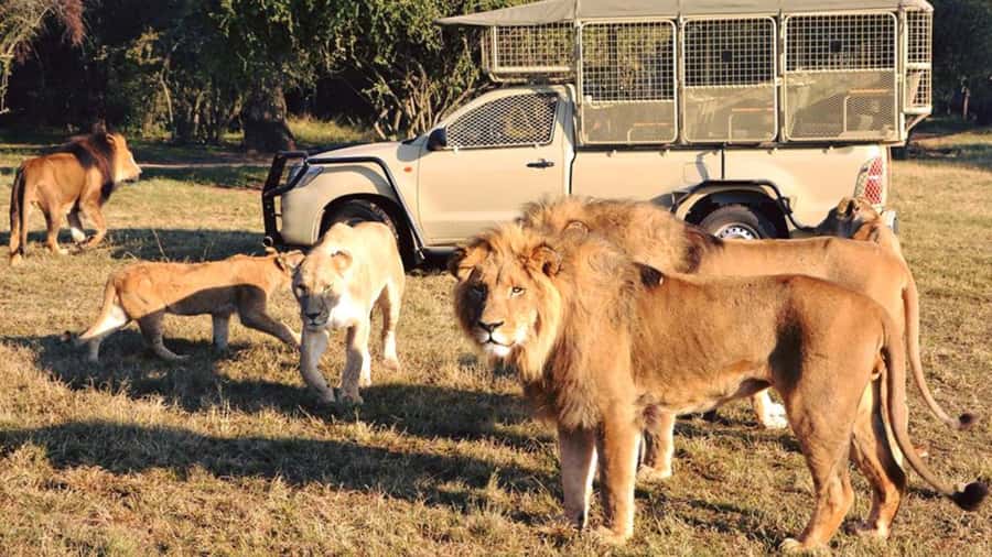 From Johannesburg: Lion & Safari Park Half-Day Tour - Lions, cubs, and the chance of a white lion