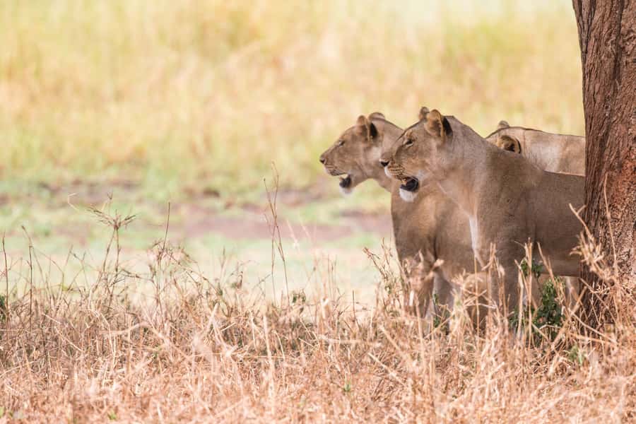 From Johannesburg: Lion & Safari Park Half-Day Tour - Choosing a morning or afternoon departure